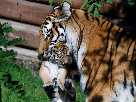 Photos Excited Polish Zoo Unveils Rare Siberian Tiger Cubs News