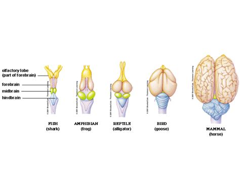 Evolution Of Nervous System Wayfarertips