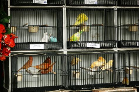 Birds In Cage The Bird Market Ile De La Cite In Paris Stock Photo