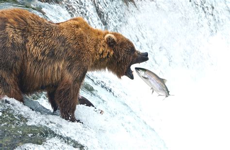 Brooks Falls Bear Viewing by Wilson Reynolds | Katmai Air