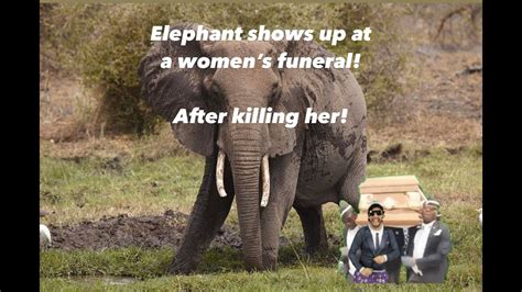S04e02 Part 1 Wild Elephant Tramples Woman To Death Then Returns To Her Funeral To Attack Her