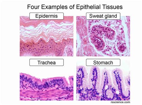 Epithelium Tissue Functions Types And Locations Steve