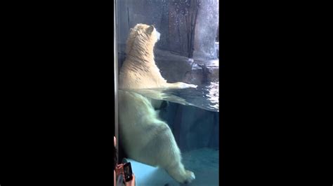 Hours may change under current circumstances polar bear st louis zoo - YouTube