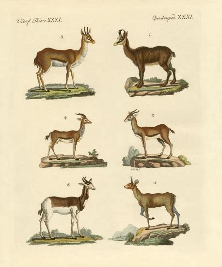 Antelopes And Gazelles German School 19th Century As Art Print Or