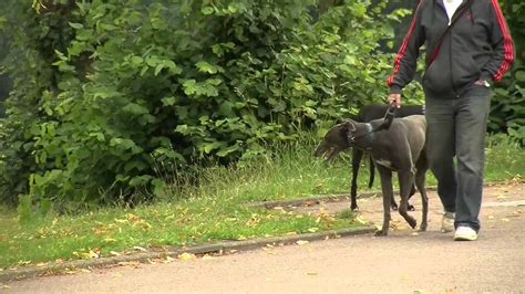 A Dog-Umentary - YouTube