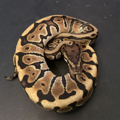 Hidden Gene Woma Ball Python Traits Morphpedia