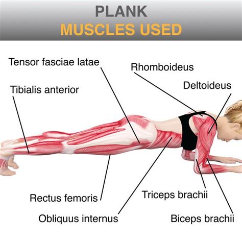 Learn Your Musclesthe Plank Exercise Pinterest Plank Muscles