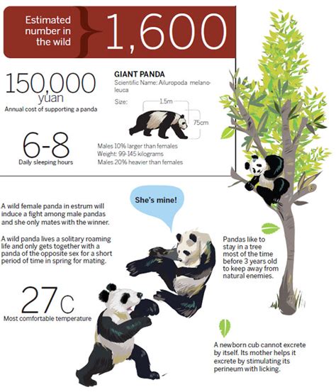 Things To Know About A Panda Infographics Cn