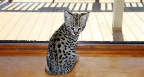 In 1996, patrick kelly and joyce sroufe wrote the original version of the savannah breed standard and presented it to the board of the international cat association (tica). Couple spends $7000 to buy Savannah cat online and ends up ...
