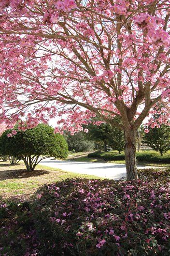 The 12 Best Flowering Trees For The Garden Garden Design