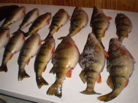 They're so easy to put on the table, fun to assemble, and such a wonderful backdrop for our simple, southwestern fish tacos are flavored with lemon and taco seasoning and feature a creamy sauce that enhances the buttery, clean flavor of. Lodging Fishing Snowmobile Lake Gogebic Michigan Western ...