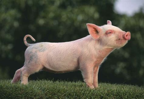 Urban Farms Pig Breeds Pet Pigs Baby Pigs