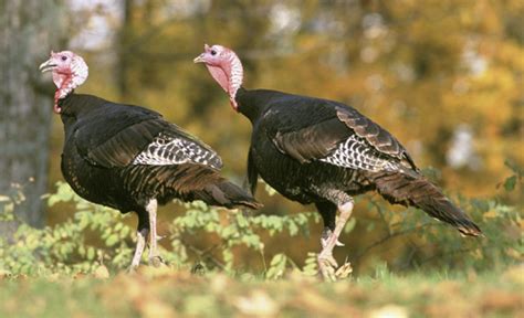 north carolina wildlife commission seeking wild turkey research help
