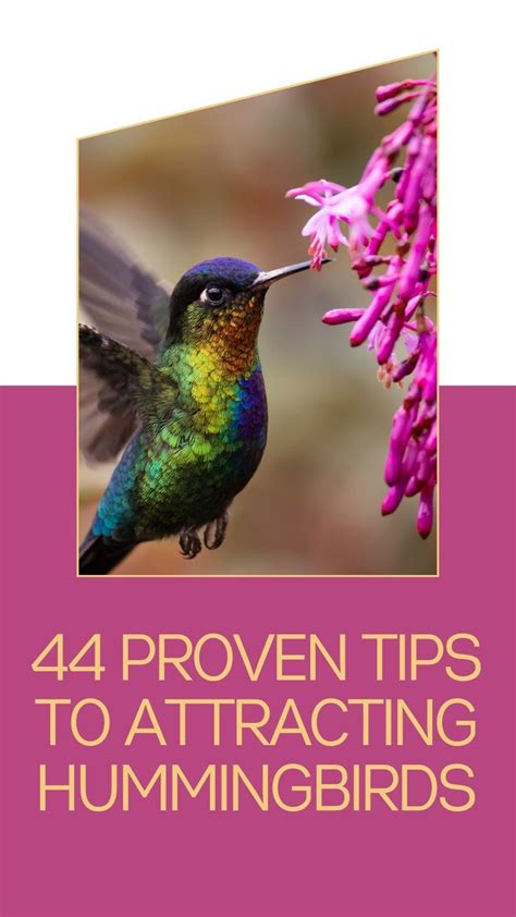 44 Proven Tips To Attracting Hummingbirds An Immersive Guide By