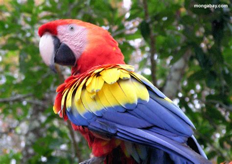 Give Animals a Voice: List of Endangered Animals in Latin America