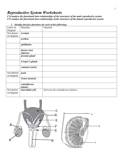 Reproductive System Worksheet Answers