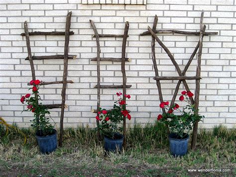 Up to 4m in summer. climbing rose - WENDERFLONIATIONS