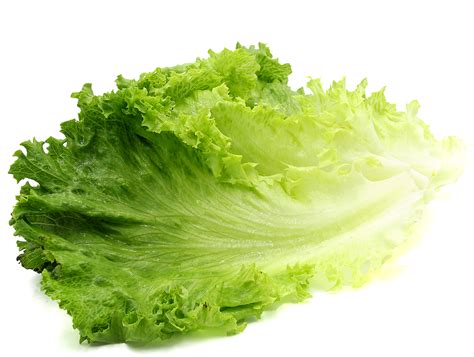 Download Green Organic Lettuce Free Download Png Hd Hq Png Image
