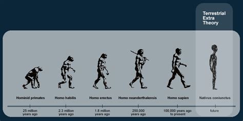 Stages Of Evolution Of Man Human Evolution The Terrestrial Extra