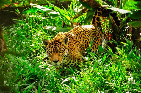Cuál es la diferencia entre el jaguar y el leopardo Mis Animales