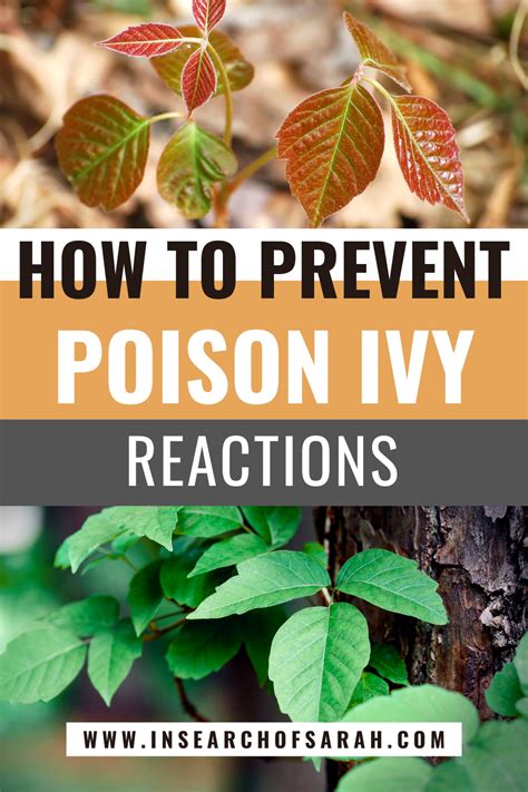 How To Identify Poison Ivy And Poison Sumac While Hiking Treatment Tips In Search Of Sarah