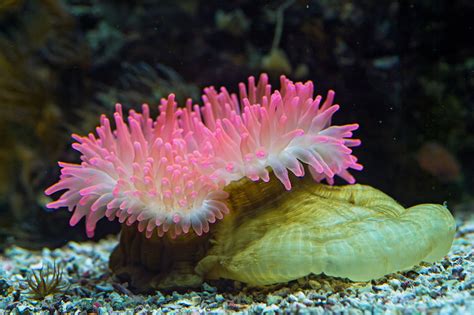 You use expressions such as if i'm not mistaken and unless i'm very much mistaken as a polite way of emphasizing the statement you are making alternatively, i've also found the following comment on an online forum: Pink sea anemone | If I'm not mistaken, this is a pink sea ...