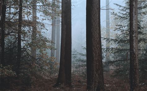 Download Wallpaper 3840x2400 Forest Fog Trees Nature