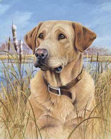 This is not the way we normally did puppy choices but for the safety of our family and also because state regulations it will have to be this way until all is back to. BLOG PICTURES: yellow labrador puppies for sale