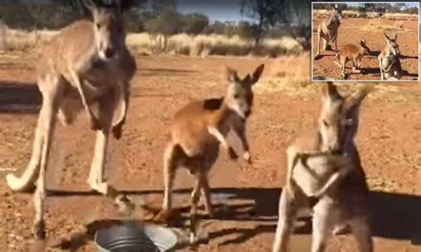 Three Kangaroos Hop In Unison In Alice Springs Daily Mail Online