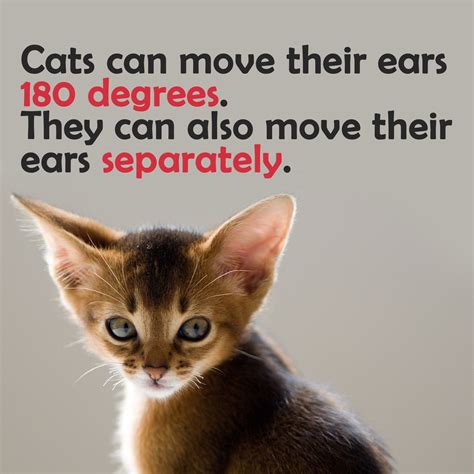 Facts About Cats You Didnt Know