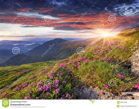 Magic Pink Rhododendron Flowers In The Summer Mountain Stock Photo