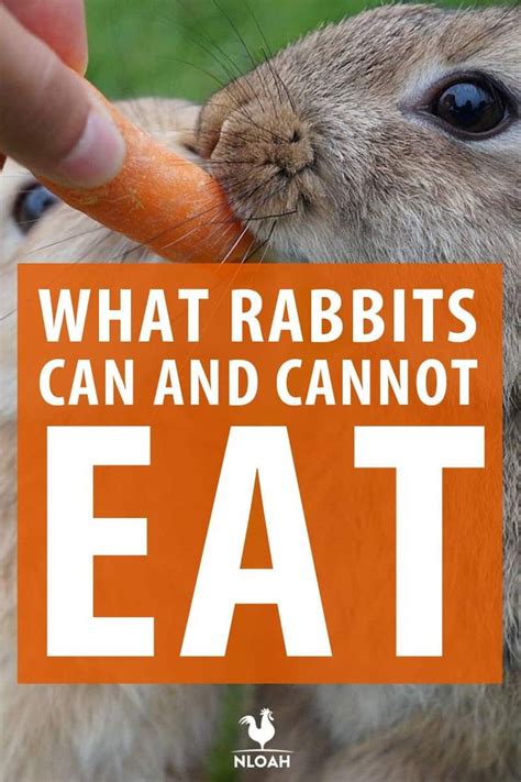 what do rabbits eat the best foods for your bunny new life on a homestead rabbit eating