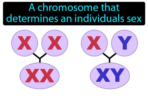 Sex Chromosome Definition And Image Gamesmartz