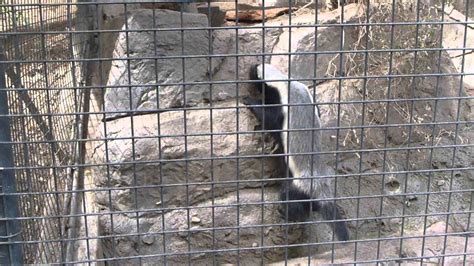 Honey Badger In San Diego Zoo Youtube