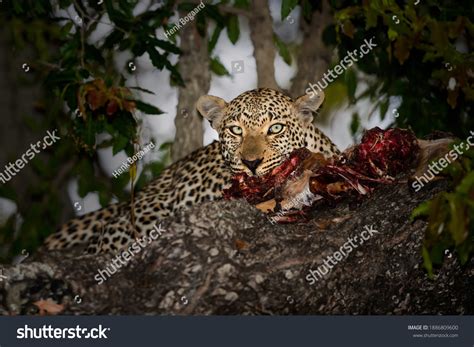 3776 Leopard Eating Images Stock Photos And Vectors Shutterstock