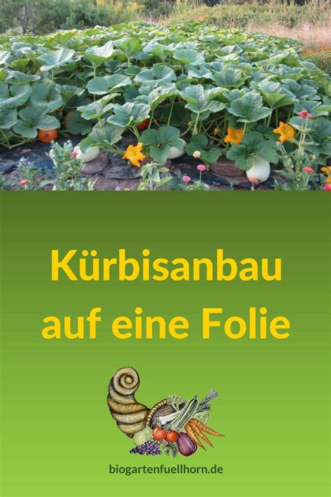 Sie lassen sich zur zubereitung anbau von kürbispflanzen. Kürbisanbau auf einer Folie | Kürbis anbau, Kürbis ...