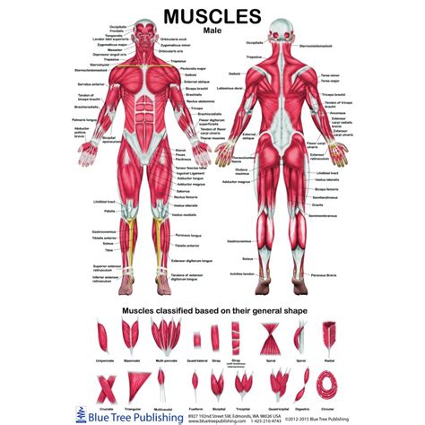 Female And Male Muscle Anatomical Chart