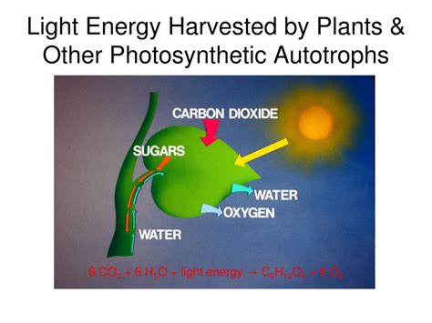 Not all types of plant cells perform photosynthesis. PPT - Almost all plants are photosynthetic autotrophs, as ...