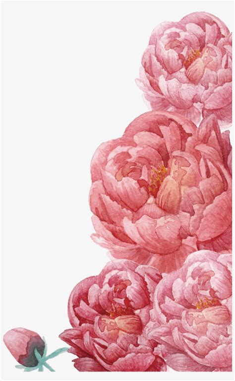 Floral Clip Art Peonies Transparent Png 715x715 Free Download On