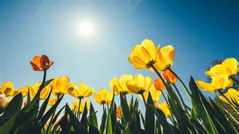 Alluring Charm Of Spring Season Daily Times
