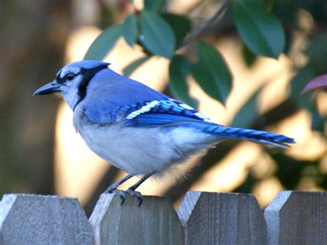 Se Texas Birding And Wildlife Watching A Good Year For Yard Birds