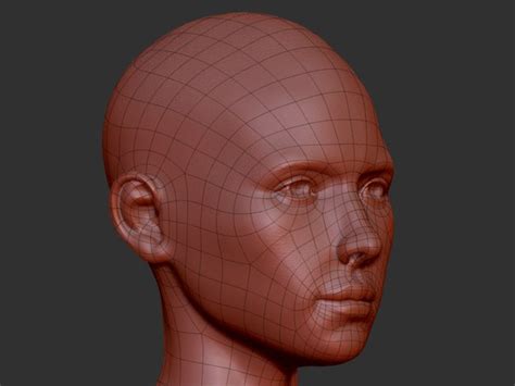 anatomy female 3d model