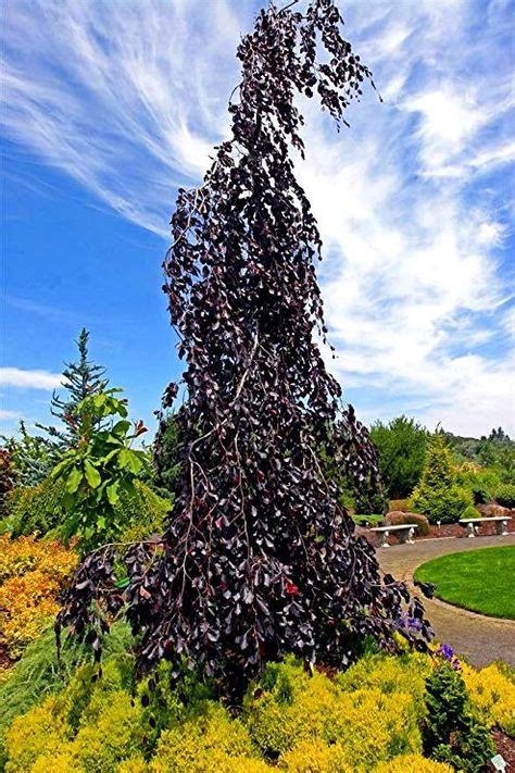 Fagus Sylvatica Purple Fountain Purple Fountain European Beech Plant