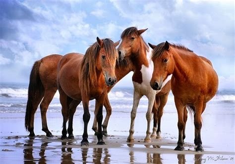 Wild Horses On Assateague Island Virginia The Most Beautiful Thing I