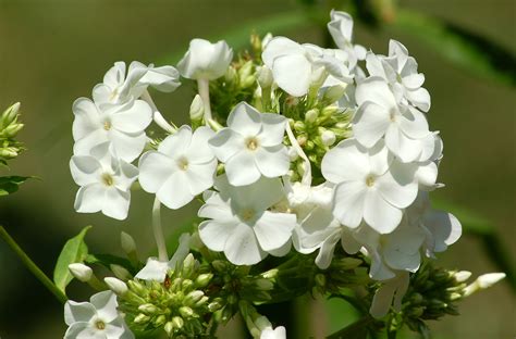 Grow David Garden Phlox For White Perennial Flowers