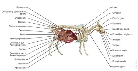 Bovine Illustrated Atlas Normal Anatomy Vet Anatomy