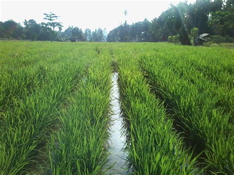 Sebagian besar masyarakat indonesia mengkonsumsi nasi atau beras, untuk biasanya para petani di jawa setelah padi tertanam disawah, mereka. 25+ Gambar Petani Menanam Padi Di Sawah - Foto Pemandangan HD