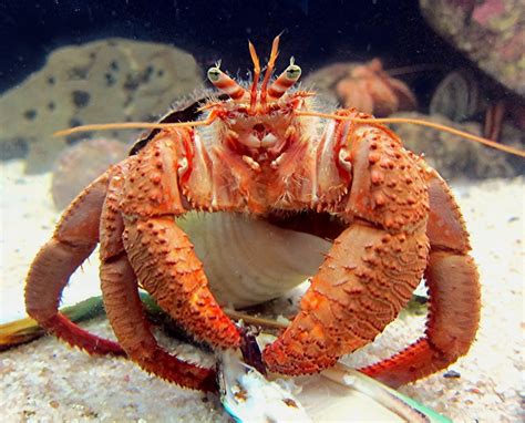 Hermit Crab Examining A New Shell Taken At Kelly Tarl Flickr