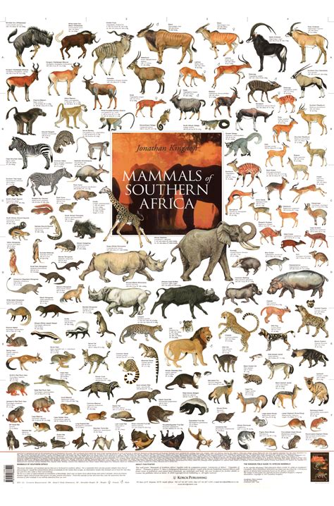 Mammals Of Southern Africa Korck Posters