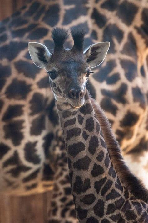 Newest Baby Giraffe Calf Needs A Name In Disneys Animal